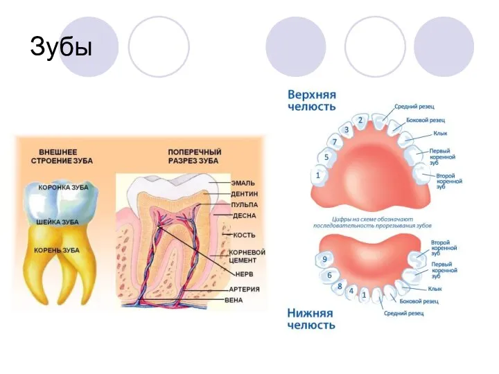 Зубы