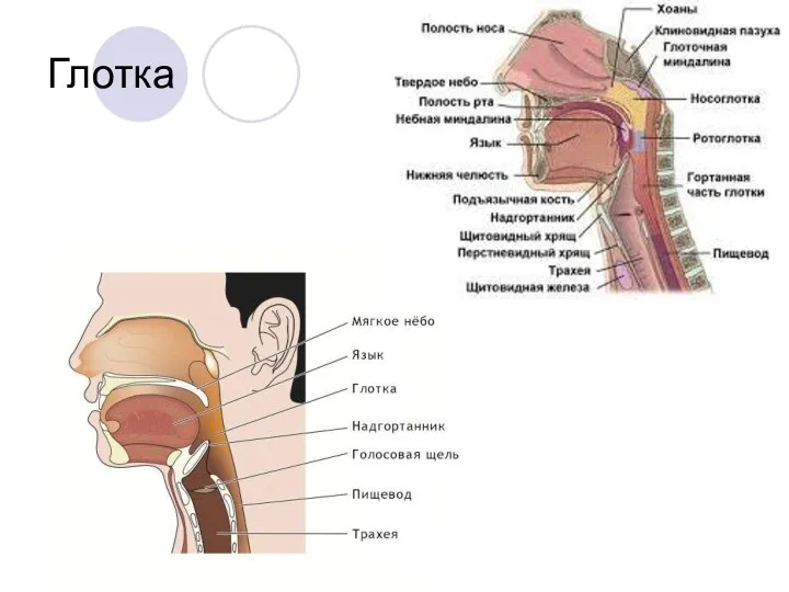 Глотка