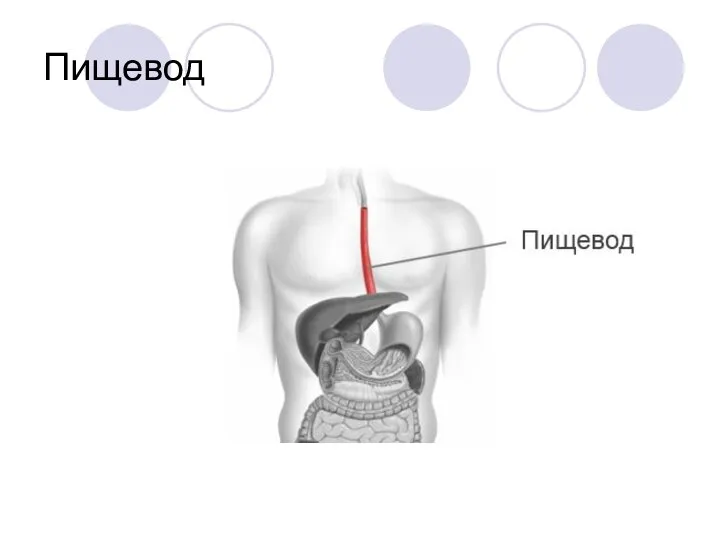 Пищевод