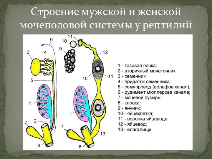 Строение мужской и женской мочеполовой системы у рептилий