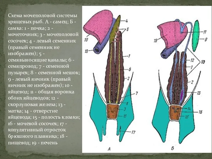 Схема мочеполовой системы хрящевых рыб. А - самец; Б - самка: 1