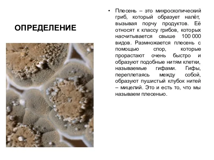 ОПРЕДЕЛЕНИЕ Плесень – это микроскопический гриб, который образует налёт, вызывая порчу продуктов.