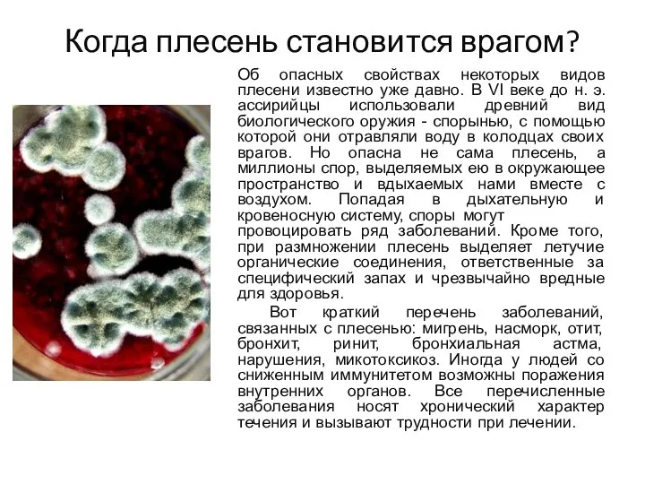 Когда плесень становится врагом? Об опасных свойствах некоторых видов плесени известно уже