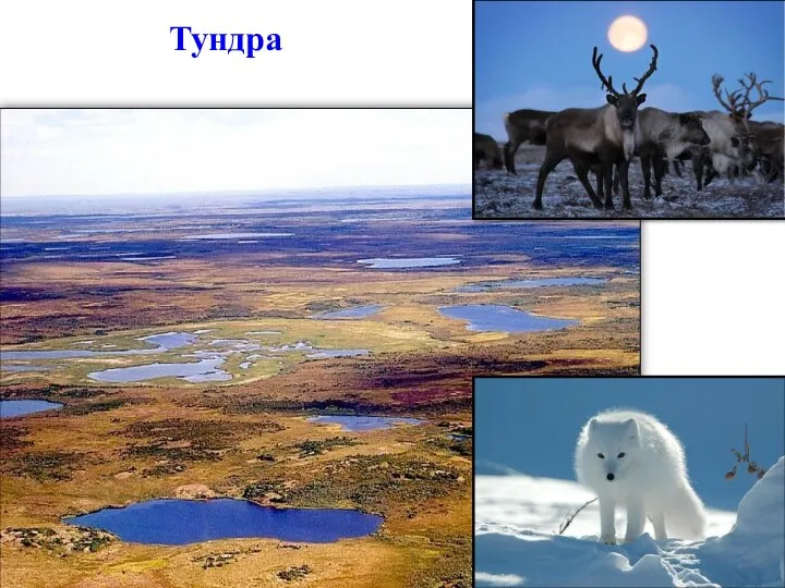 Тундра