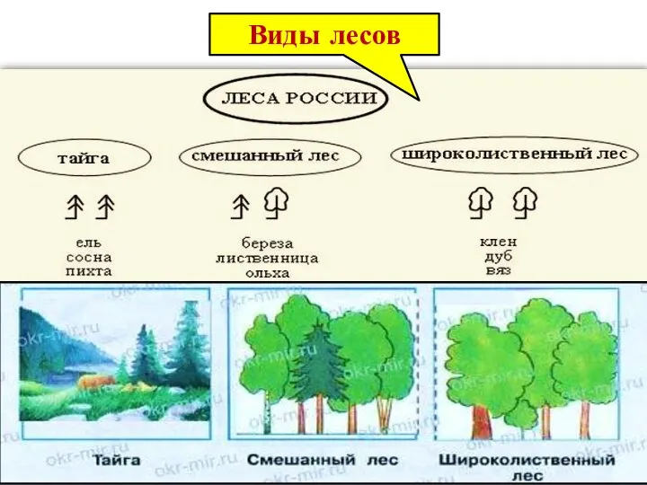 Виды лесов