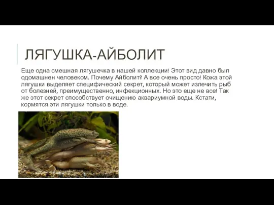 ЛЯГУШКА-АЙБОЛИТ Еще одна смешная лягушечка в нашей коллекции! Этот вид давно был