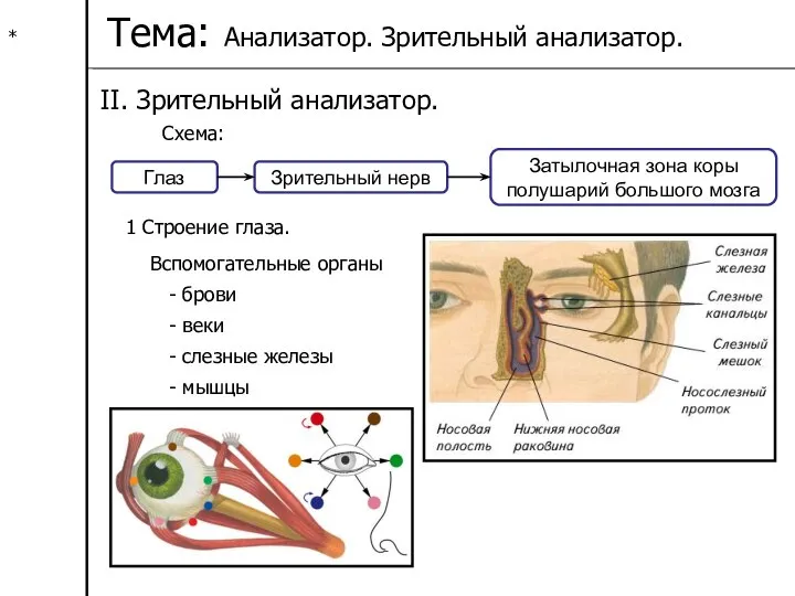 * Тема: Анализатор. Зрительный анализатор. II. Зрительный анализатор. Схема: Глаз Зрительный нерв