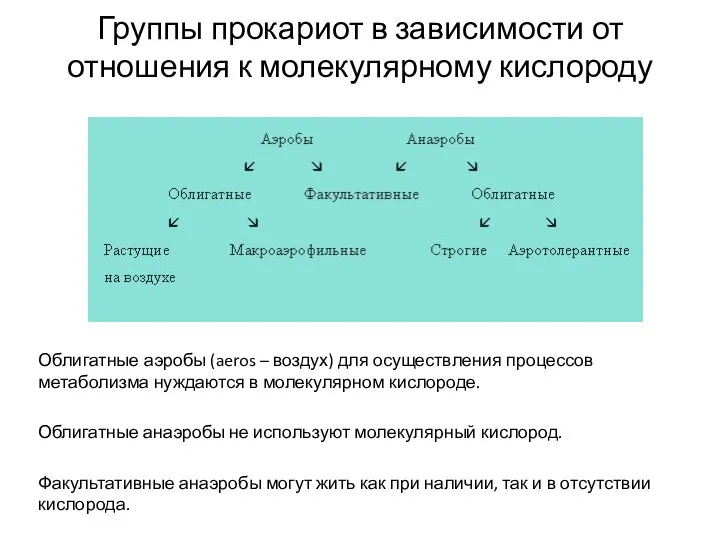 Группы прокариот в зависимости от отношения к молекулярному кислороду Облигатные аэробы (aeros