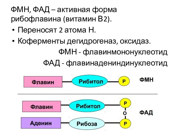 ФМН, ФАД – активная форма рибофлавина (витамин В2). Переносят 2 атома Н.