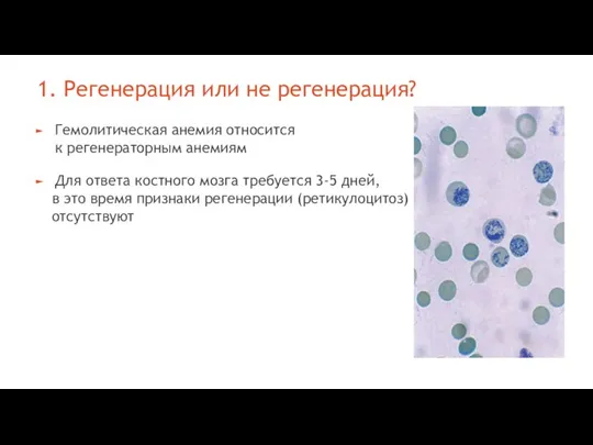 1. Регенерация или не регенерация? Гемолитическая анемия относится к регенераторным анемиям Для