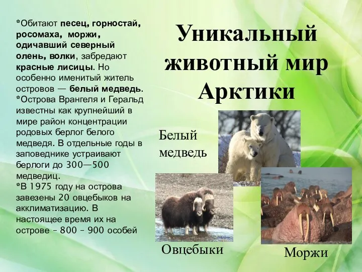 Уникальный животный мир Арктики Белый медведь Моржи *Обитают песец, горностай, росомаха, моржи,