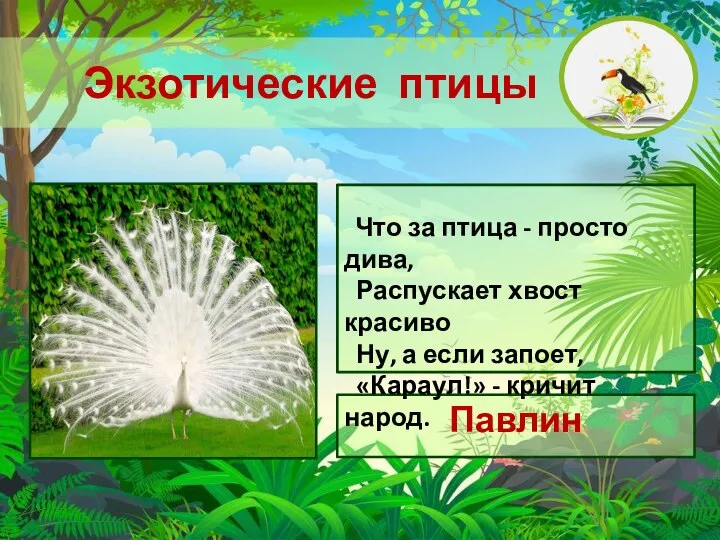 Экзотические птицы Павлин Что за птица - просто дива, Распускает хвост красиво