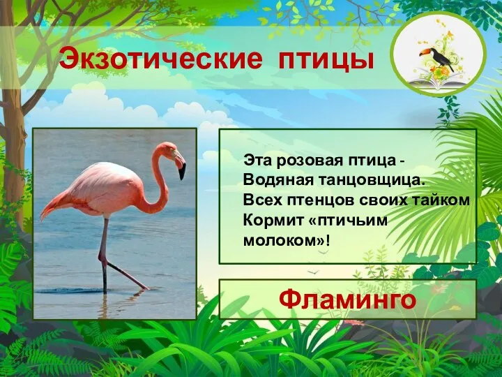 Экзотические птицы Фламинго Эта розовая птица - Водяная танцовщица. Всех птенцов своих тайком Кормит «птичьим молоком»!