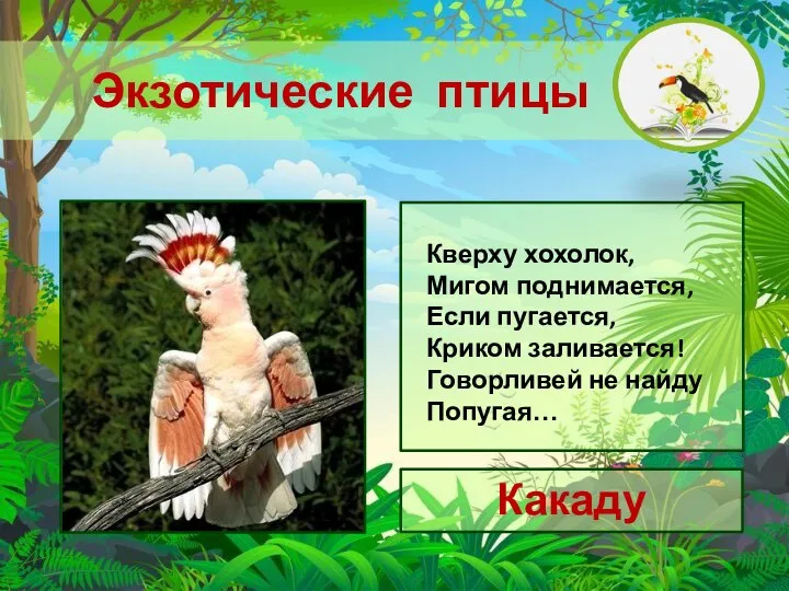 Кверху хохолок, Мигом поднимается, Если пугается, Криком заливается! Говорливей не найду Попугая… Экзотические птицы Какаду