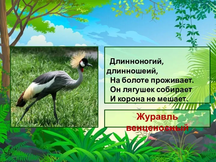 Длинноногий, длинношеий, На болоте проживает. Он лягушек собирает И корона не мешает. Журавль венценосный