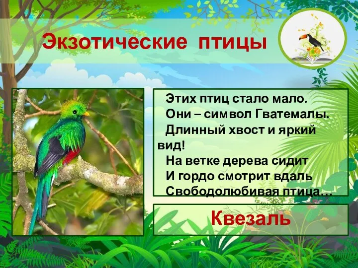 Экзотические птицы Квезаль Этих птиц стало мало. Они – символ Гватемалы. Длинный