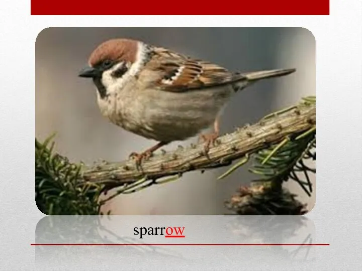 sparrow