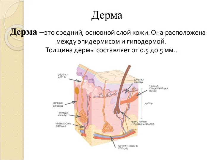 Дерма Дерма –это средний, основной слой кожи. Она расположена между эпидермисом и