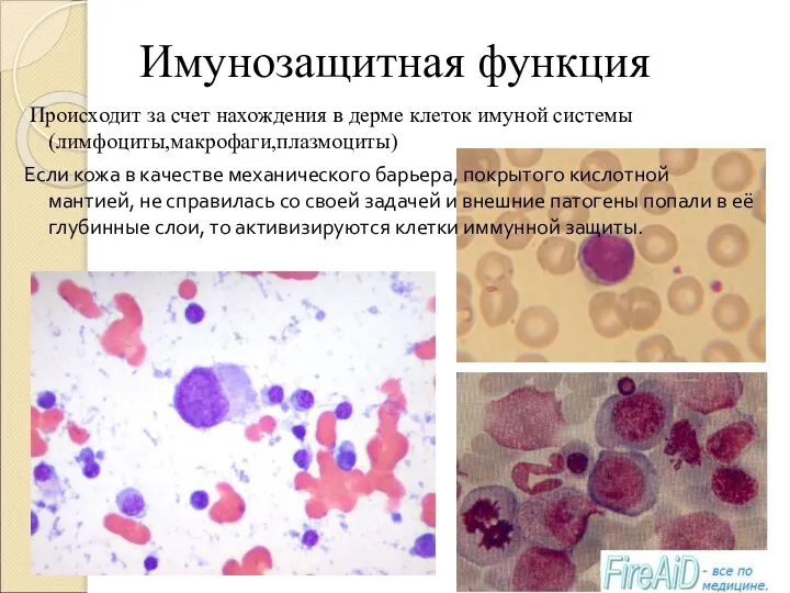 Имунозащитная функция Происходит за счет нахождения в дерме клеток имуной системы (лимфоциты,макрофаги,плазмоциты)