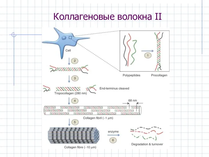 Коллагеновые волокна II