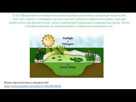 Видео фотосинтеза у водорослей: https://www.youtube.com/watch?v=Rl3fiHCI8GU (Г)(Э) Предлагается ученикам исследовать процесс фотосинтеза на