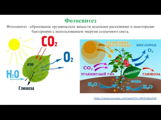 Фотосинтез Фотосинтез –образование органических веществ зелеными растениями и некоторыми бактериями с использованием энергии солнечного света. https://www.youtube.com/watch?v=dVhfvdKvyhM