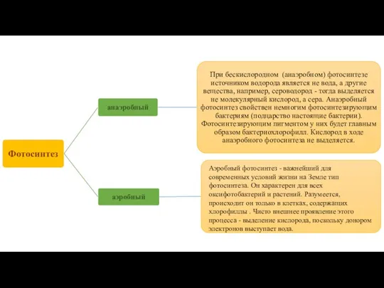 Аэробный фотосинтез - важнейший для современных условий жизни на Земле тип фотосинтеза.
