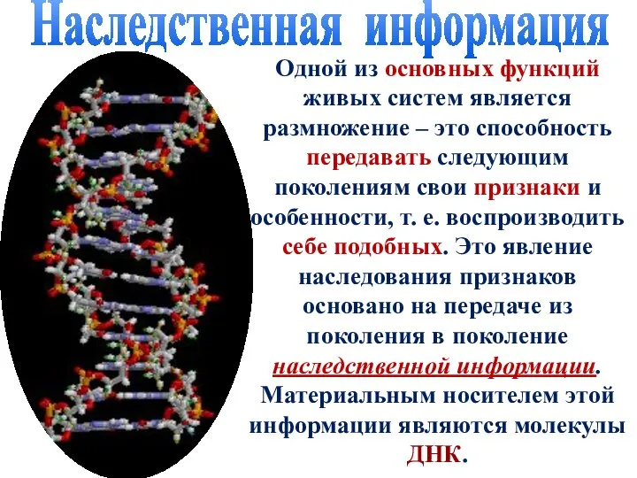 Наследственная информация Одной из основных функций живых систем является размножение – это