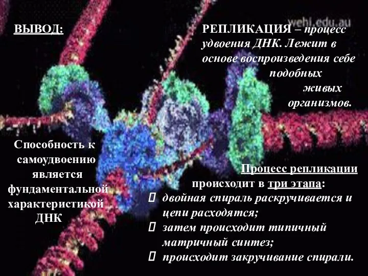 РЕПЛИКАЦИЯ – процесс удвоения ДНК. Лежит в основе воспроизведения себе подобных живых