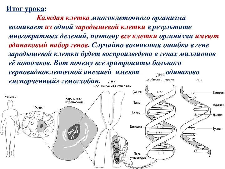 Итог урока: Каждая клетка многоклеточного организма возникает из одной зародышевой клетки в