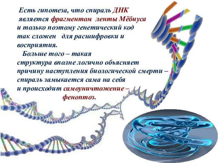 Есть гипотеза, что спираль ДНК является фрагментом ленты Мёбиуса и только поэтому