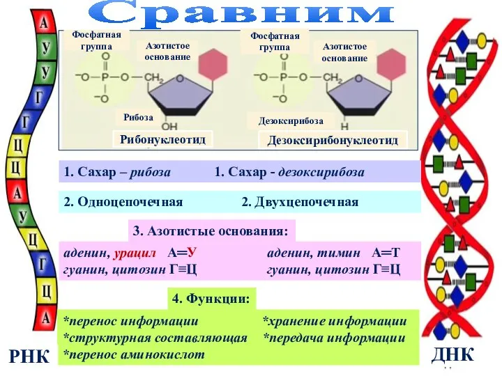 Сравним 1. Сахар – рибоза 1. Сахар - дезоксирибоза 2. Одноцепочечная 2.