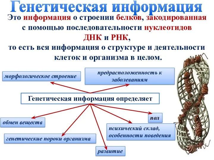 Генетическая информация Это информация о строении белков, закодированная с помощью последовательности нуклеотидов