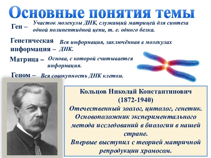 Основные понятия темы Ген – Участок молекулы ДНК, служащий матрицей для синтеза