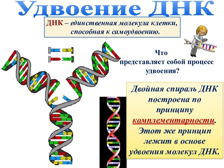 Удвоение ДНК ДНК – единственная молекула клетки, способная к самоудвоению. Что представляет