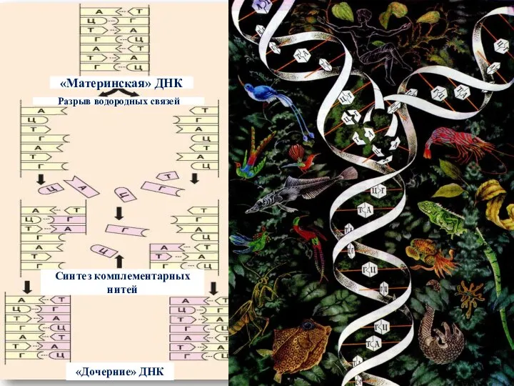 «Материнская» ДНК Разрыв водородных связей Синтез комплементарных нитей «Дочерние» ДНК