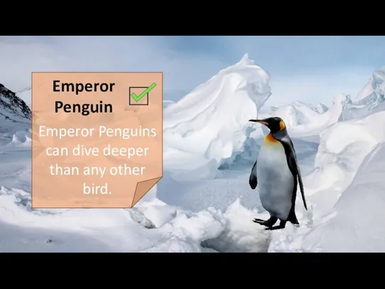 Emperor Penguin Emperor Penguins can dive deeper than any other bird.