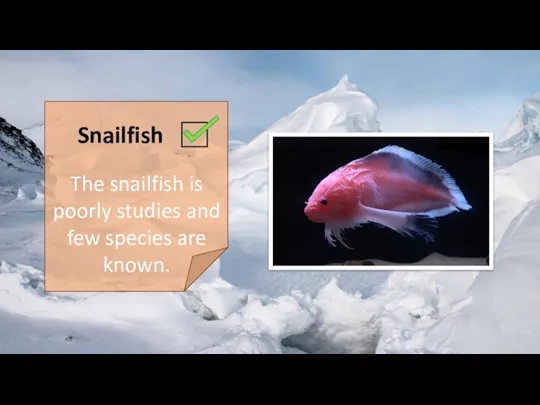 Snailfish The snailfish is poorly studies and few species are known.