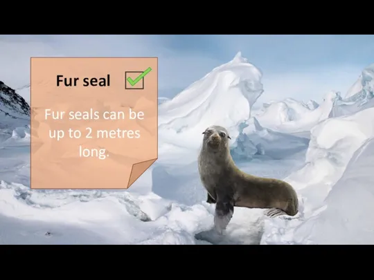 Fur seal Fur seals can be up to 2 metres long.