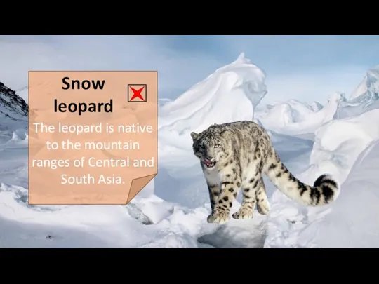 Snow leopard The leopard is native to the mountain ranges of Central and South Asia.