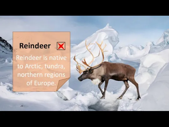 Reindeer Reindeer is native to Arctic, tundra, northern regions of Europe.