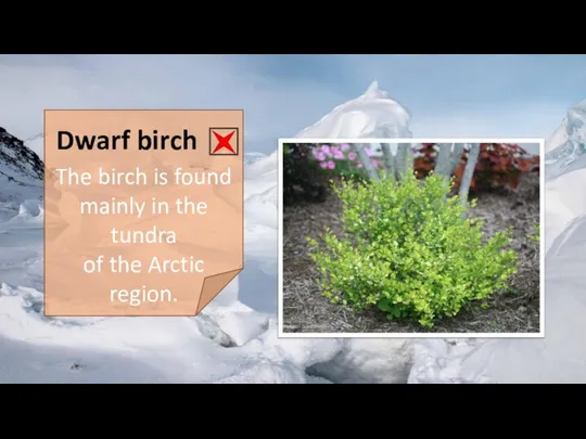Dwarf birch The birch is found mainly in the tundra of the Arctic region.