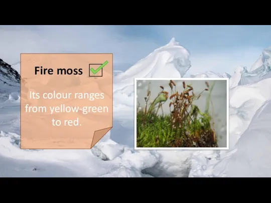 Fire moss Its colour ranges from yellow-green to red.