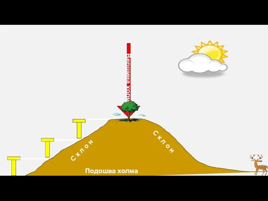 Подошва холма С к л о н С к л о н Вершина холма