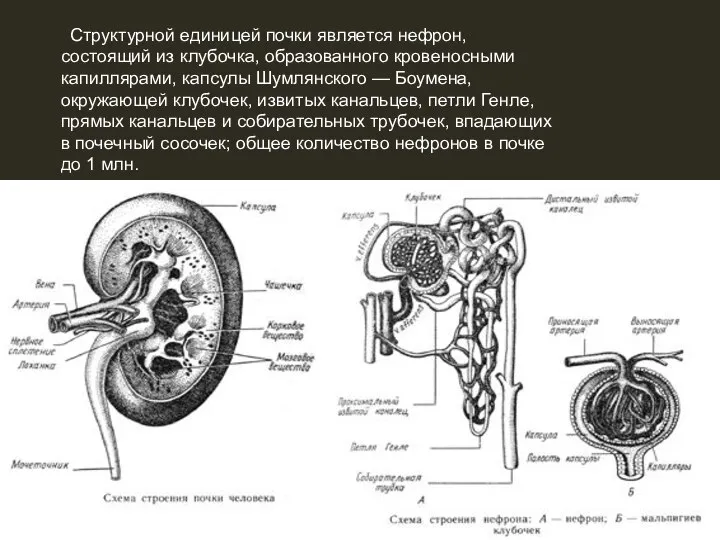 Структурной единицей почки является нефрон, состоящий из клубочка, образованного кровеносными капиллярами, капсулы