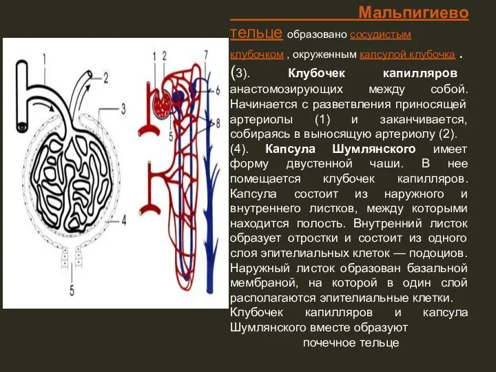 Мальпигиево тельце образовано сосудистым клубочком , окруженным капсулой клубочка . (3). Клубочек