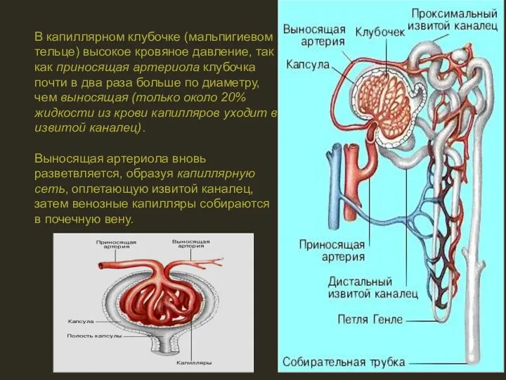 В капиллярном клубочке (мальпигиевом тельце) высокое кровяное давление, так как приносящая артериола