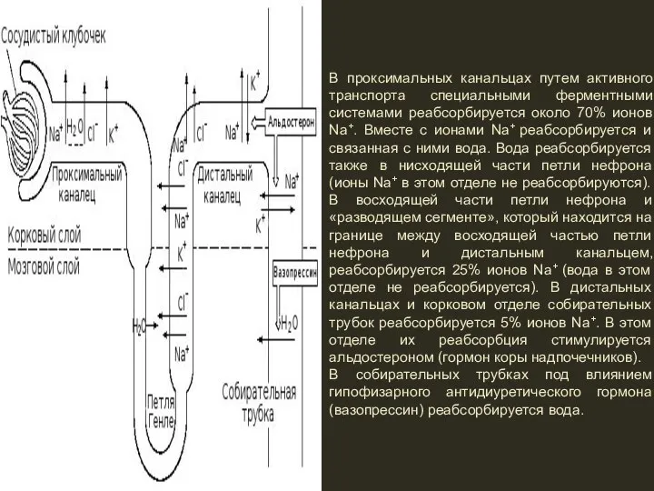 В проксимальных канальцах путем активного транспорта специальными ферментными системами реабсорбируется около 70%