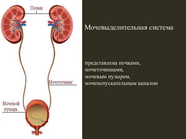 представлена почками, мочеточниками, мочевым пузырем, мочеиспускательным каналом Мочевыделительная система