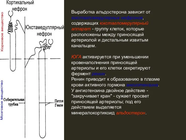 Выработка альдостерона зависит от юкстагломерулярных нефронов, содержащих юкстагломерулярный аппарат - группу клеток,